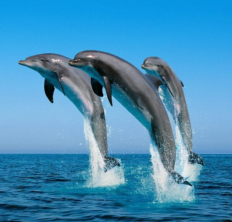 Portada de Ver delfines en Málaga desde un barco sin Licencia 